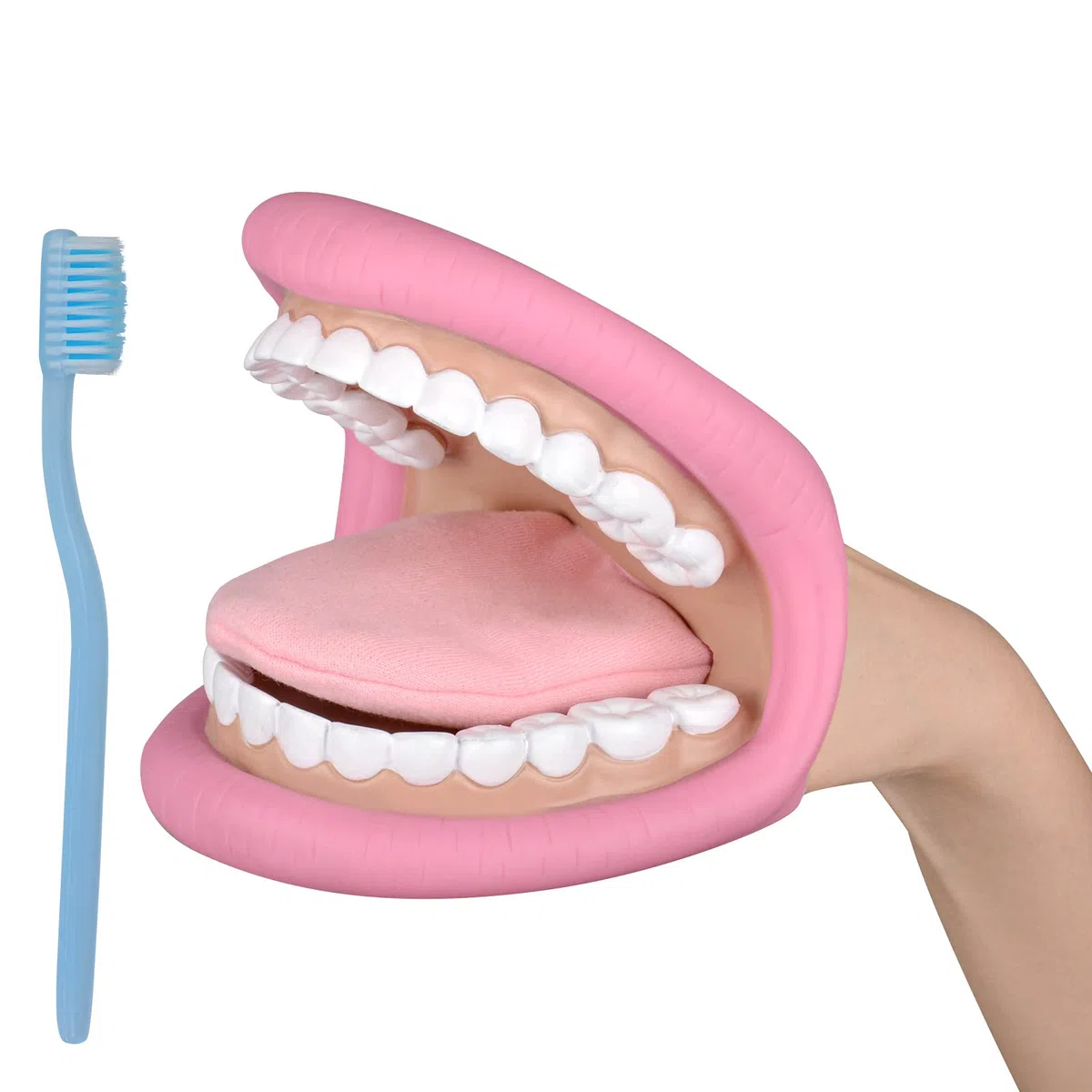 Ultrassist Modèle dentaire, Pour apprendre aux enfants à se brosser les dents, Poupée à gants bucco-dentaires adaptée à l'enseignement des soins bucco-dentaires, Avec une brosse à dents
